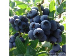 奧尼爾新鮮藍莓鮮果頭茬大果現(xiàn)摘現(xiàn)發(fā)基地直供批發(fā) 綠色原生態(tài)水果