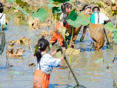 蘇州研學(xué)基地趣味挖藕三六六社會實踐邀你共赴田野體驗探秘之旅